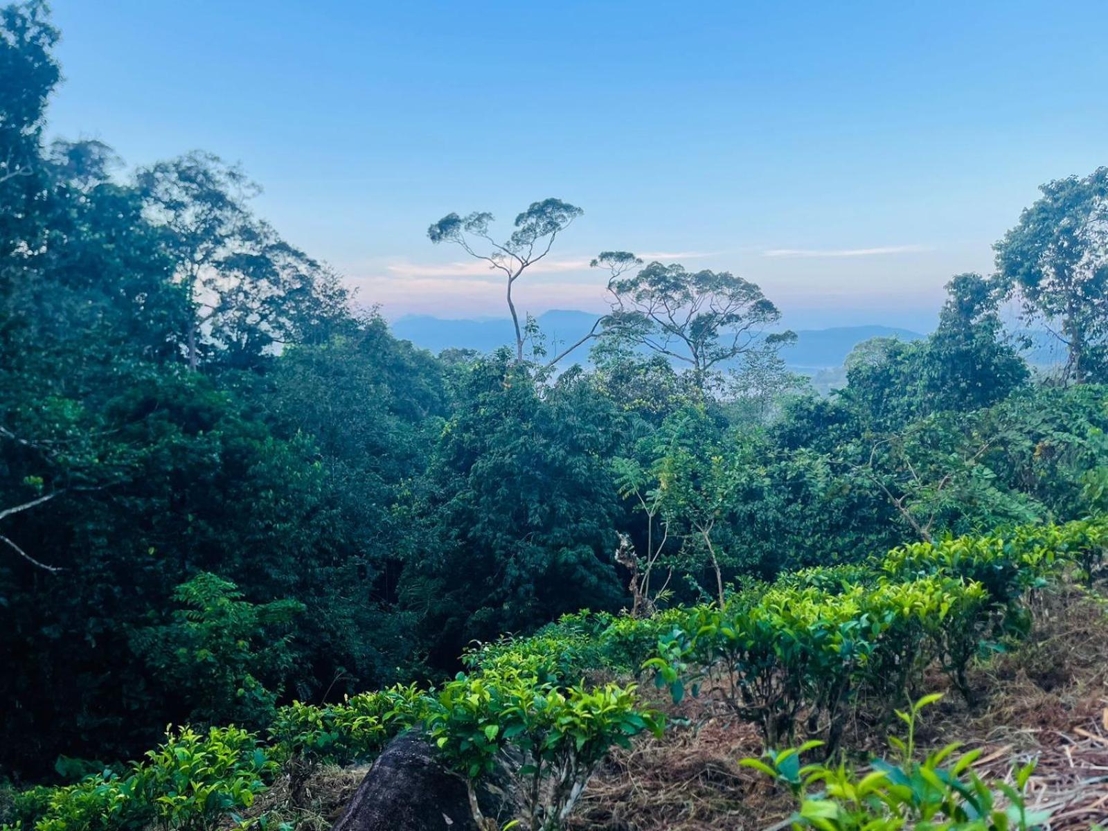 Palabaddala Tea And Eco Lodge Ratnapura Ngoại thất bức ảnh